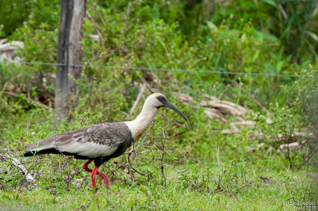 Buff-necked Ibis