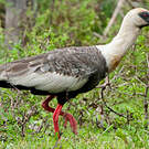 Ibis mandore