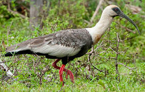 Buff-necked Ibis