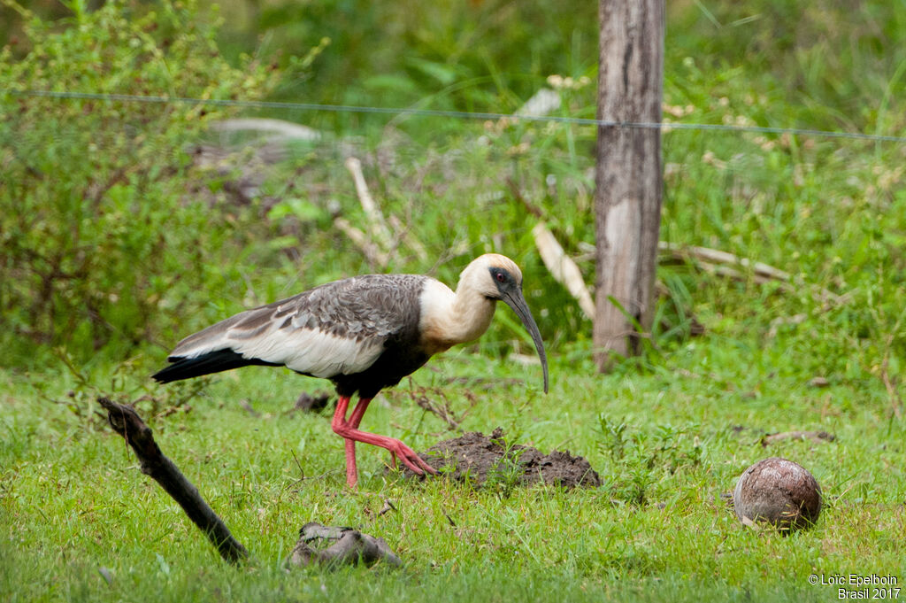 Buff-necked Ibis