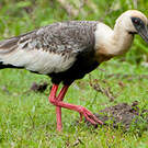Ibis mandore