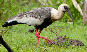 Buff-necked Ibis