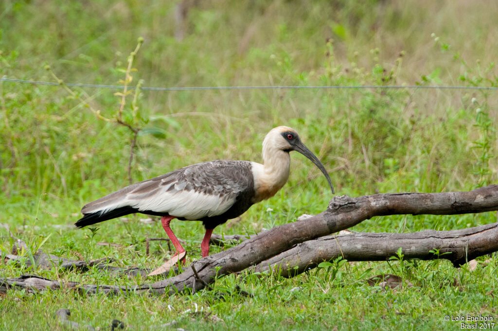 Buff-necked Ibis