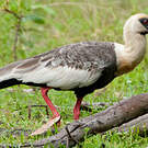 Ibis mandore