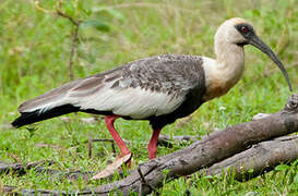 Buff-necked Ibis