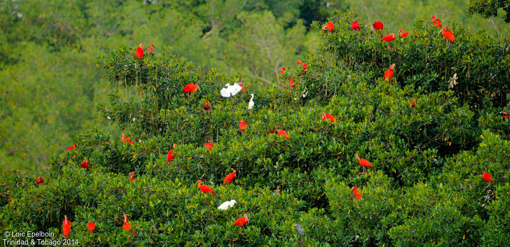 Scarlet Ibis