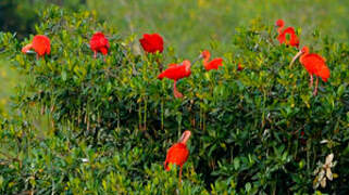 Scarlet Ibis