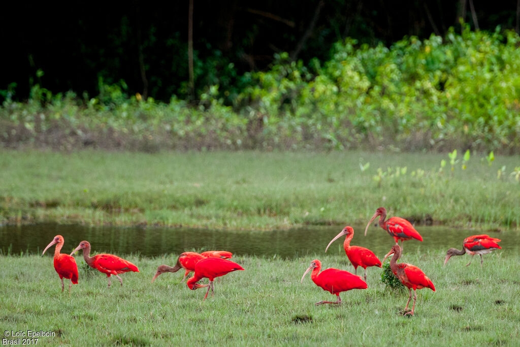 Ibis rouge