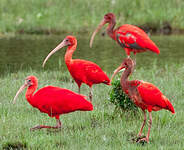 Ibis rouge