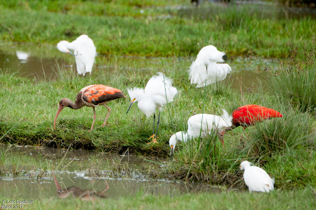 Ibis rouge