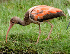 Ibis rouge