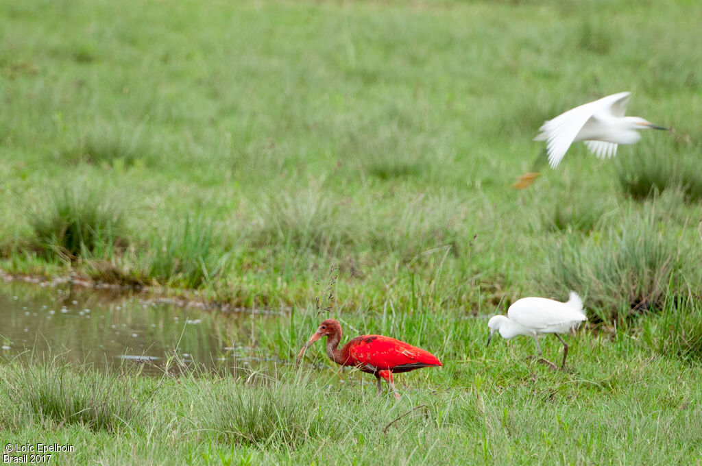 Ibis rouge