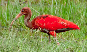 Scarlet Ibis