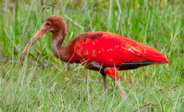 Ibis rouge