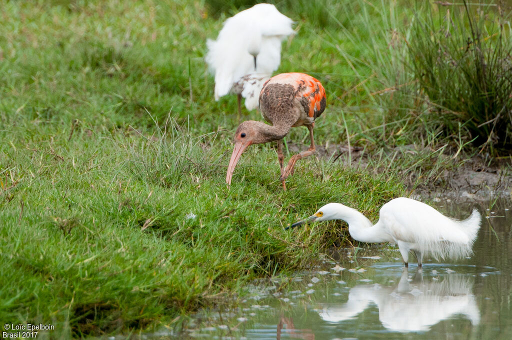 Scarlet Ibis