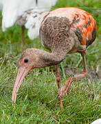 Ibis rouge