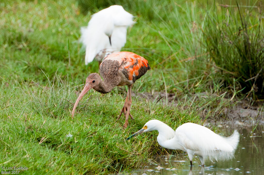 Ibis rouge