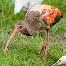 Ibis rouge