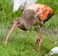 Scarlet Ibis