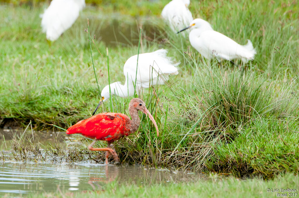 Ibis rouge