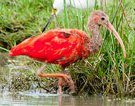 Ibis rouge