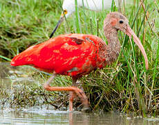 Ibis rouge