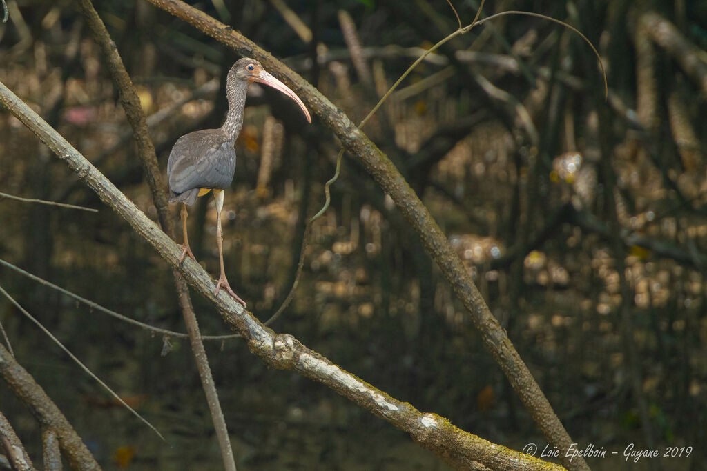 Ibis rouge
