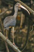 Scarlet Ibis