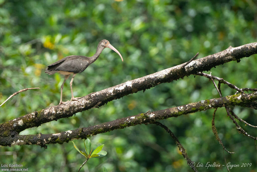 Ibis rougejuvénile, identification