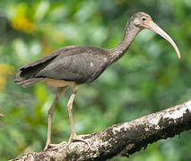 Ibis rouge