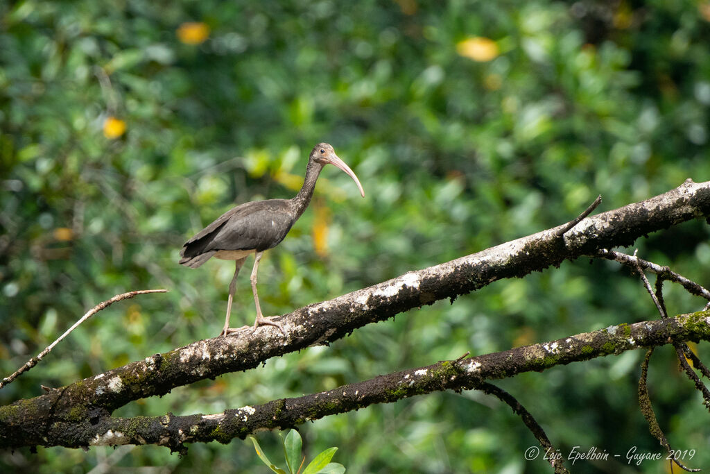 Ibis rouge