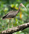 Ibis rouge