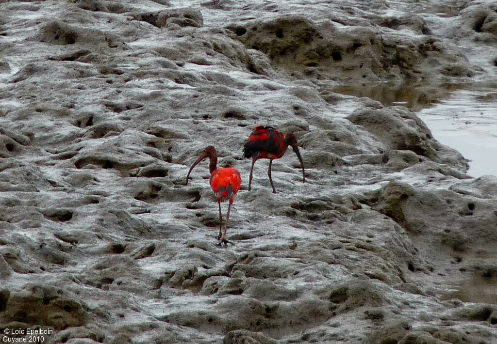 Ibis rouge