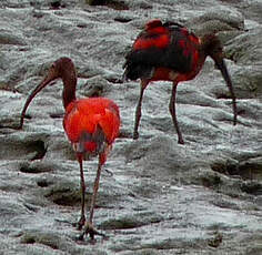 Ibis rouge