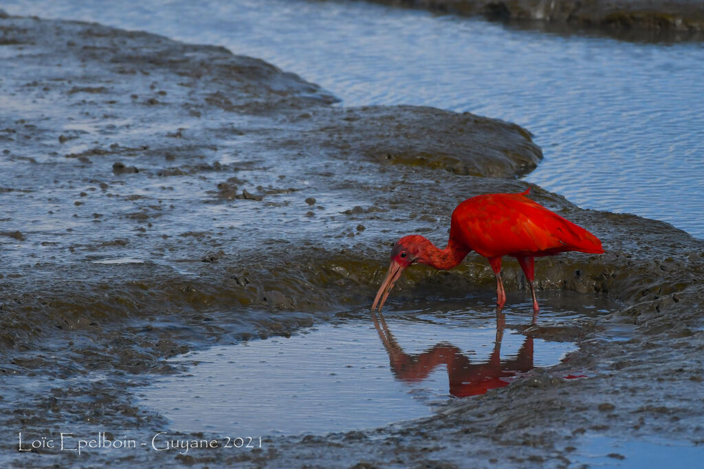 Ibis rouge