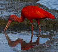 Ibis rouge