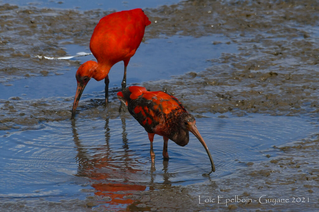 Ibis rouge