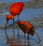 Ibis rouge