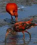 Ibis rouge