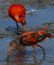 Ibis rouge