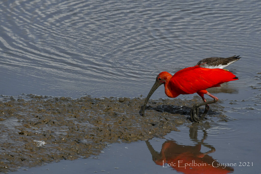 Ibis rouge