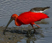 Ibis rouge