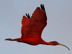 Scarlet Ibis