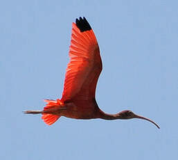 Ibis rouge