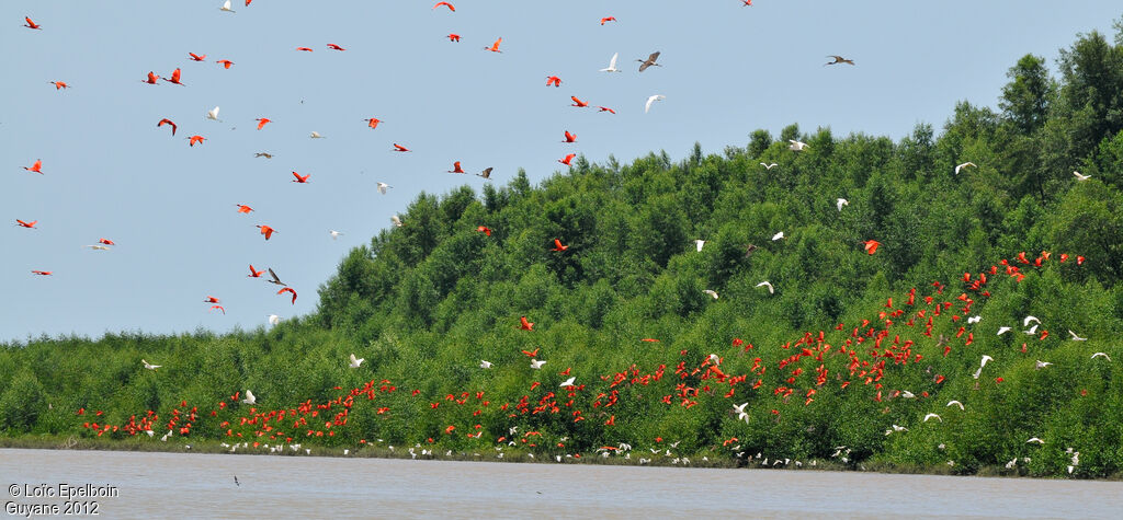 Scarlet Ibis