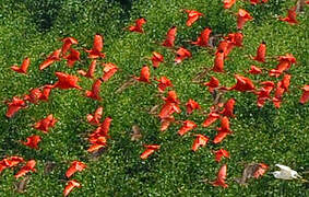 Scarlet Ibis