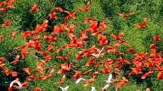 Scarlet Ibis