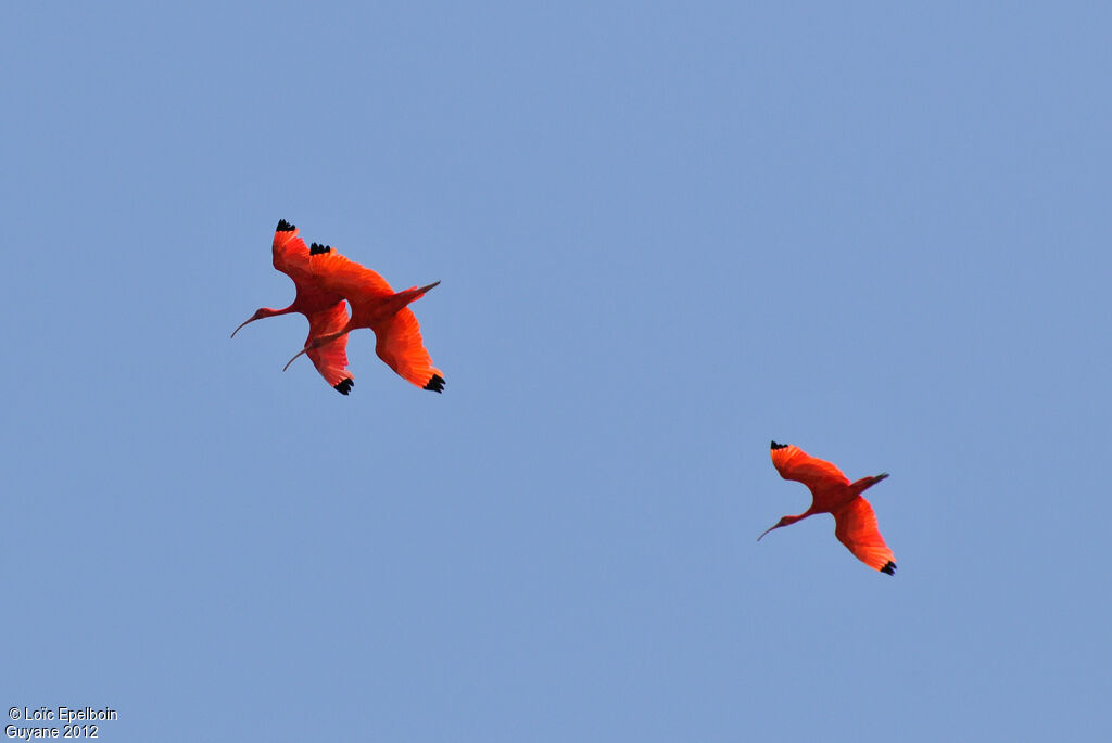 Scarlet Ibis