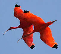 Scarlet Ibis