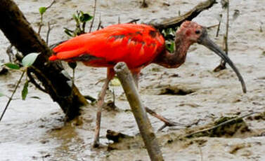 Ibis rouge